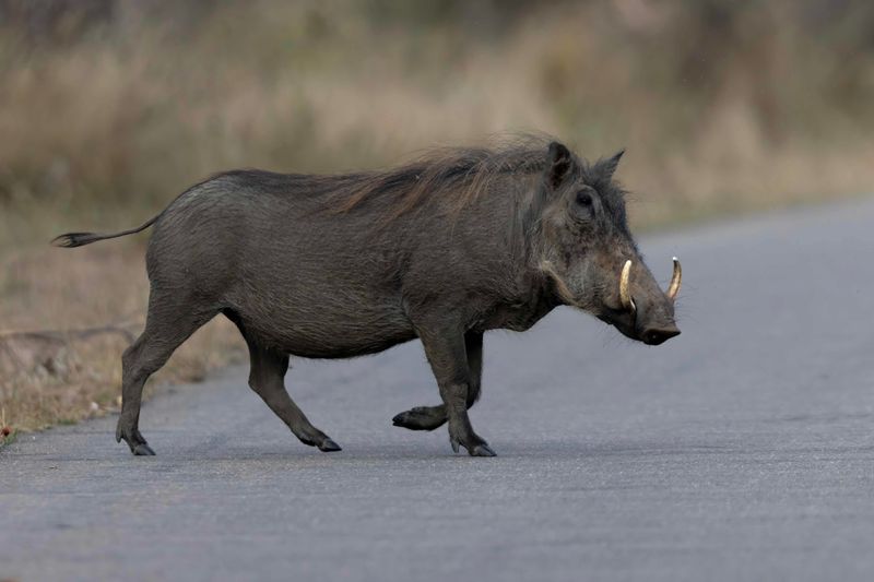 Warthog.  South Africa
