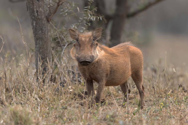 Warthog. South Africa