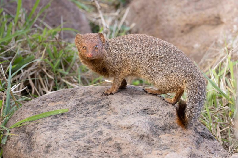 Slender Mongoose.     South Africa