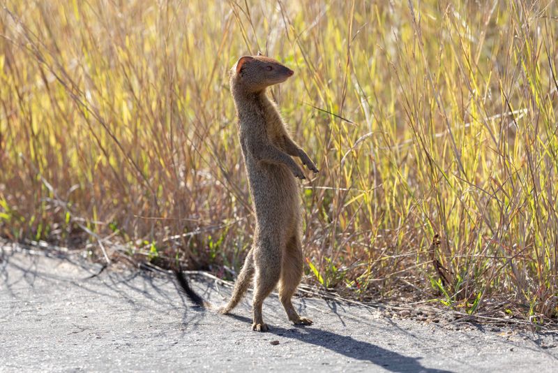 Slender Mongoose.     South Africa
