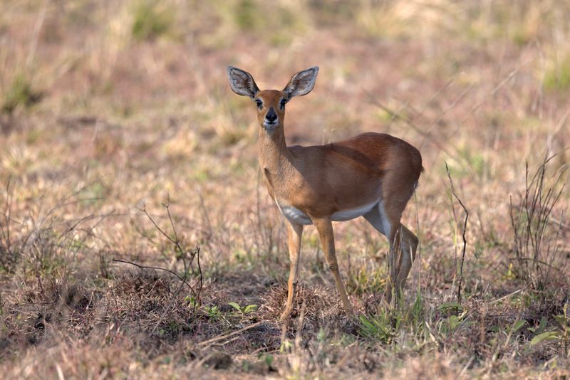 Steenbok.      South Africa