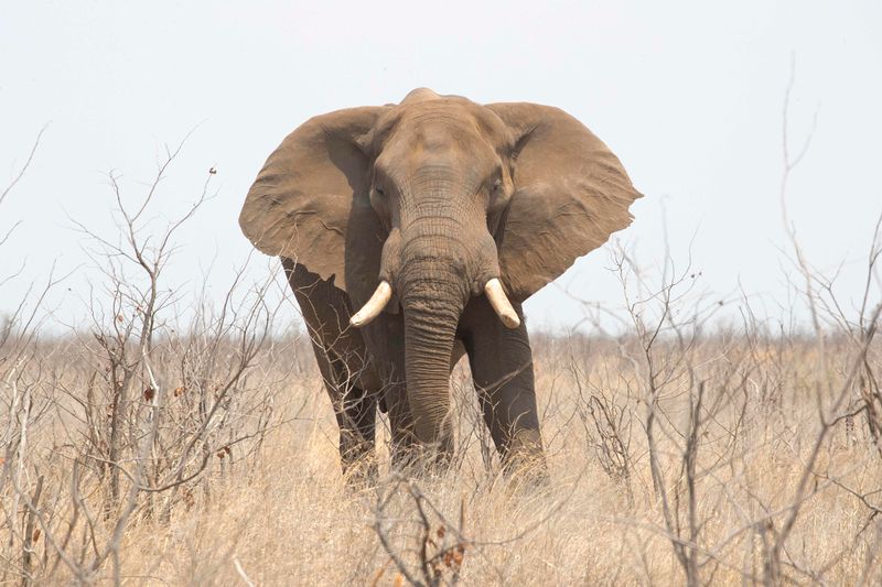 African Elephant    South Africa