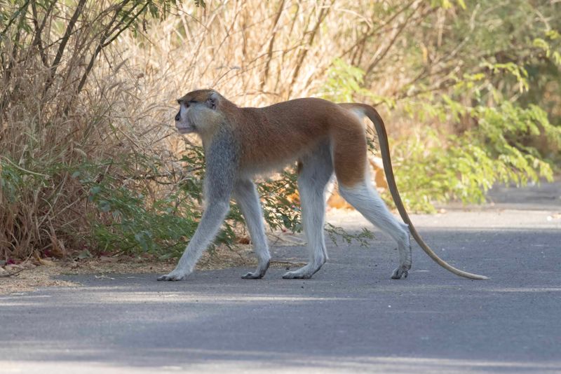 Patas Monkey.    Senegal