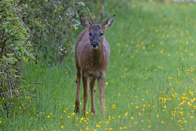 Roe Deer     Scotland