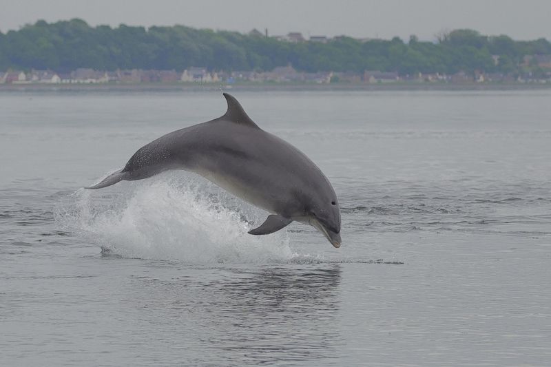 Bottlenose Dolphin.   Scotland