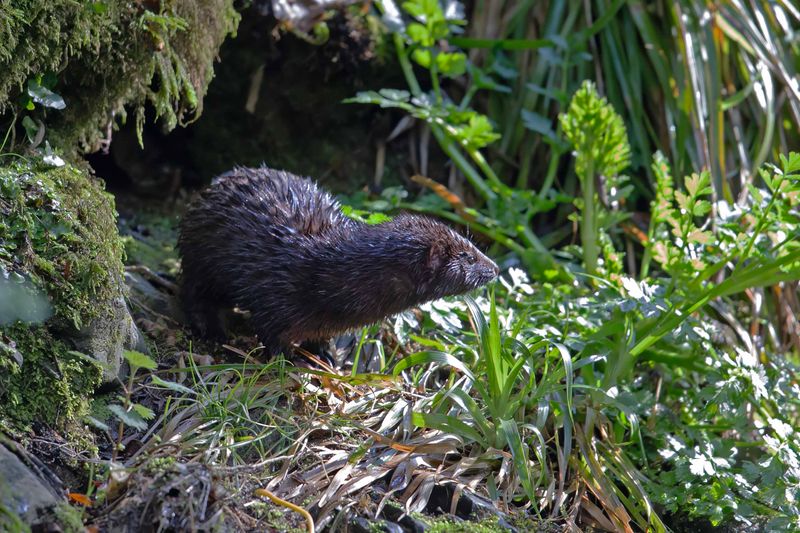 Mink.  Wales