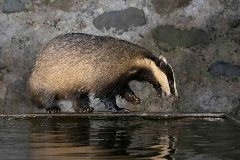 Badger,European 