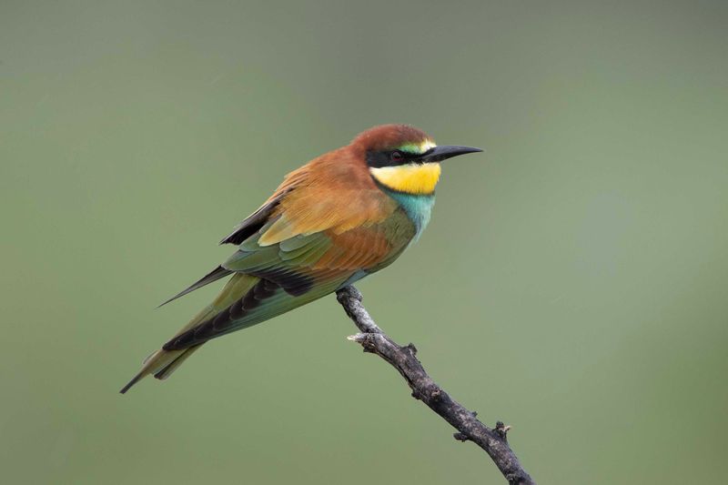 Bee-eater,European 