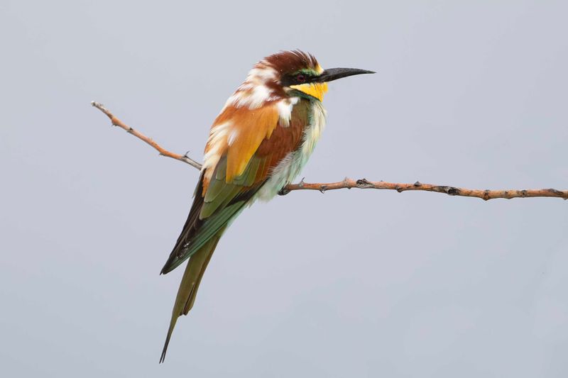 European Bee-eater   Namibia