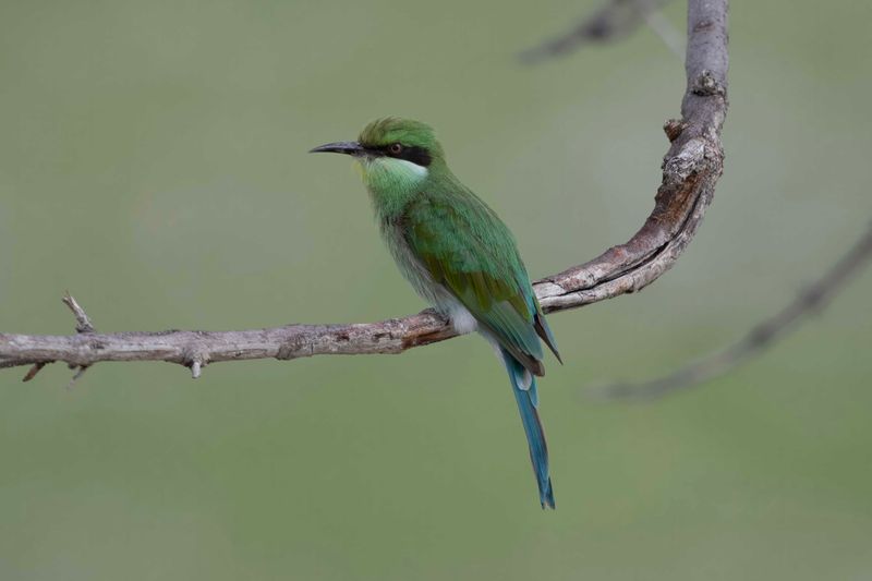 Swallow-tailed Bee-eater   Namibia