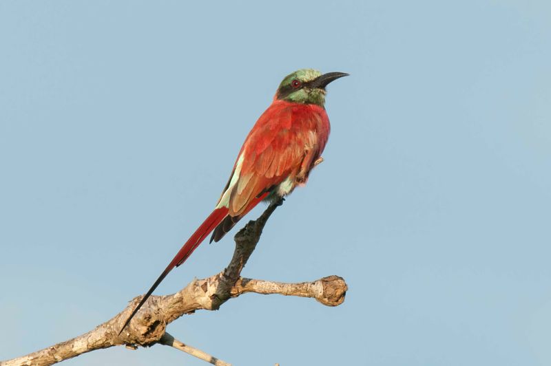 Carmine Bee-eater     Kenya
