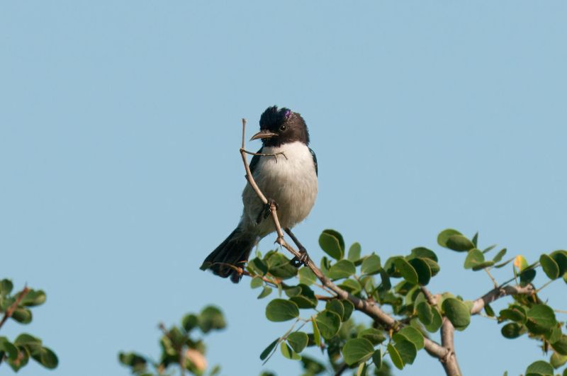 Eastern Violet-backed Sunbird.  Kenya