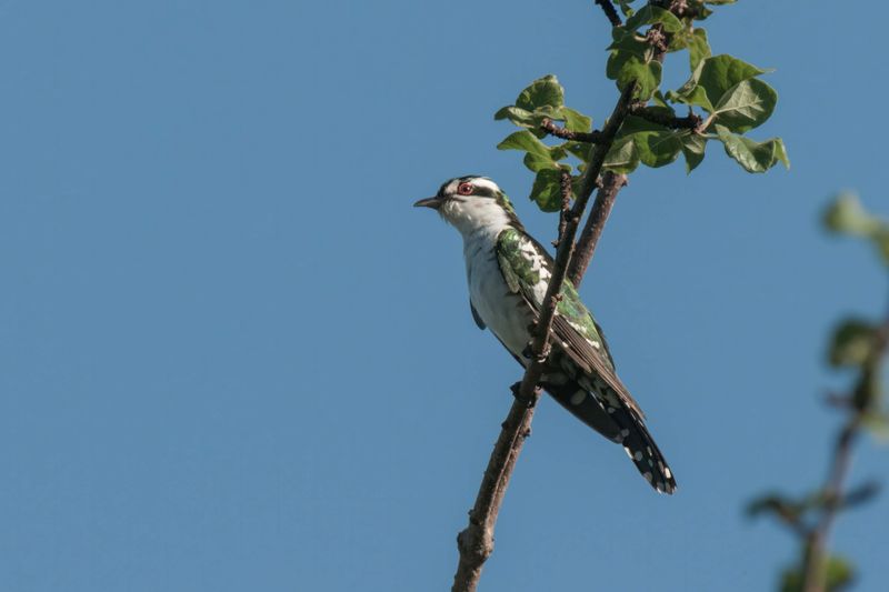 Diedrick Cuckoo.    Kenya