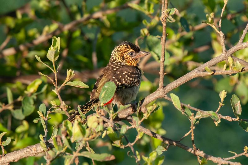 D'arnaud's Barbet.   Kenya