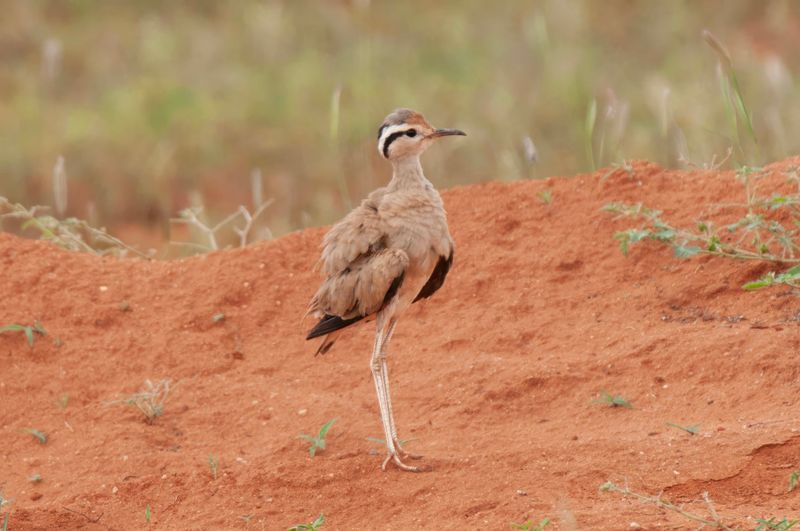 Cream Coloured Courser Kenya