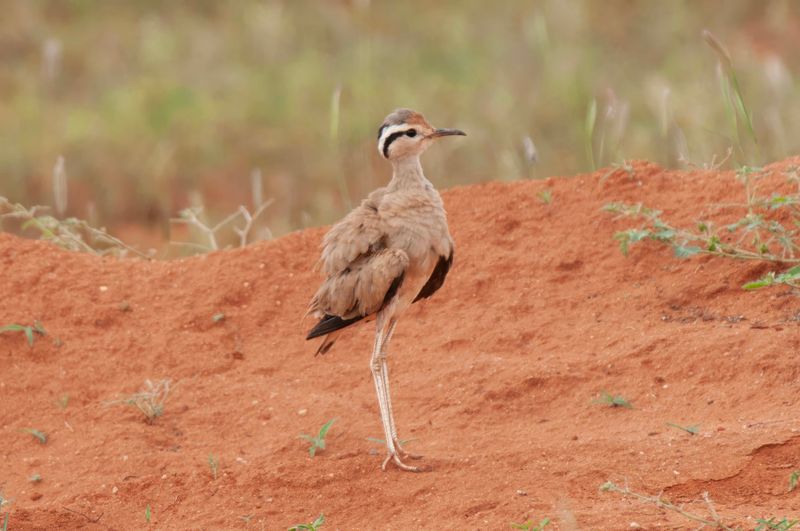 Cream Coloured Courser  Kenya