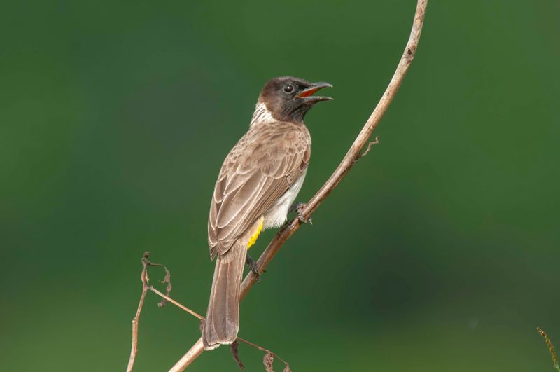 Common Bulbul. Kenya