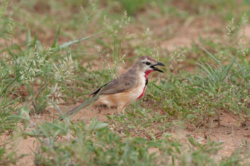 Rosy Patched Bush-Shrike    Kenya