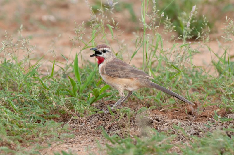 Rosy Patched Bush-Shrike    Kenya