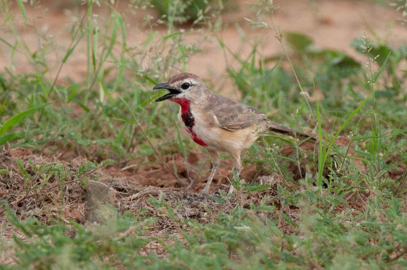 Rosy Patched Bush-Shrike    Kenya