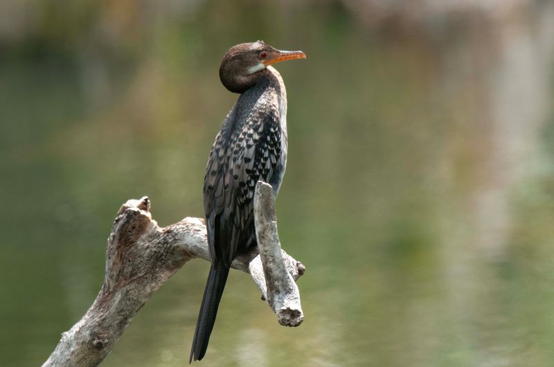 Long Tailed Cormorant Kenya