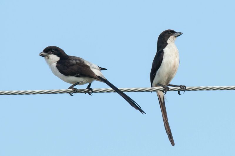 Long Tailed Fiscal Shrike Kenya