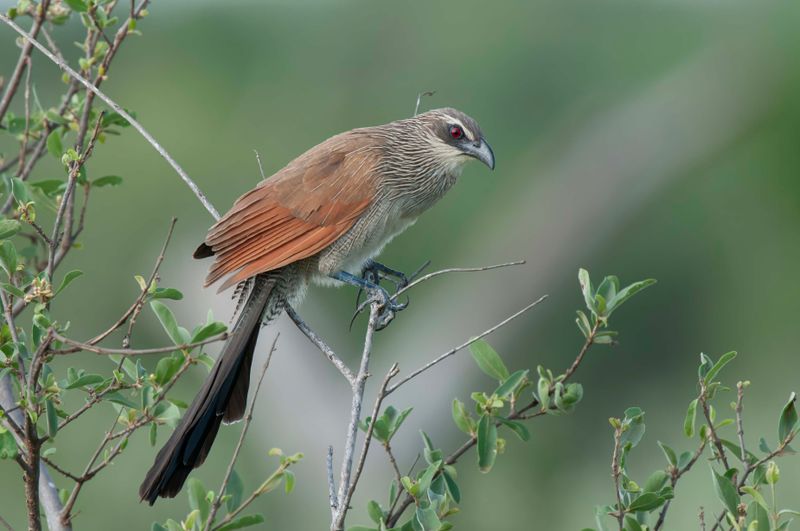 White Browed Coucal    Kenya