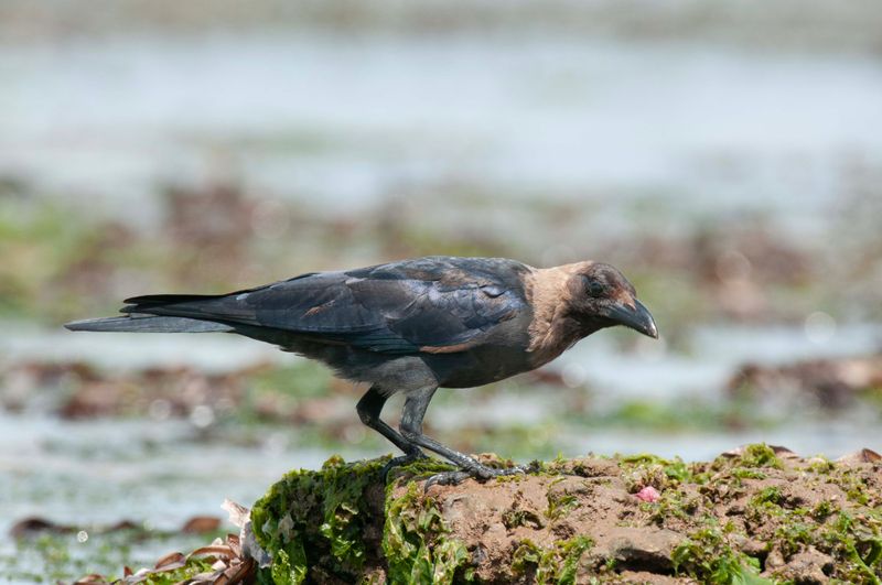 Crow, House 
