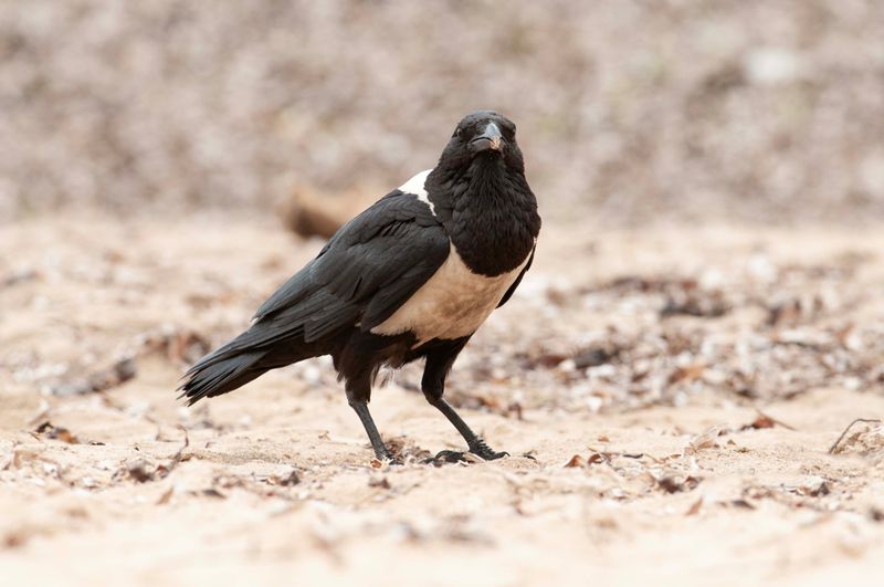 Pied Crow.   Kenya