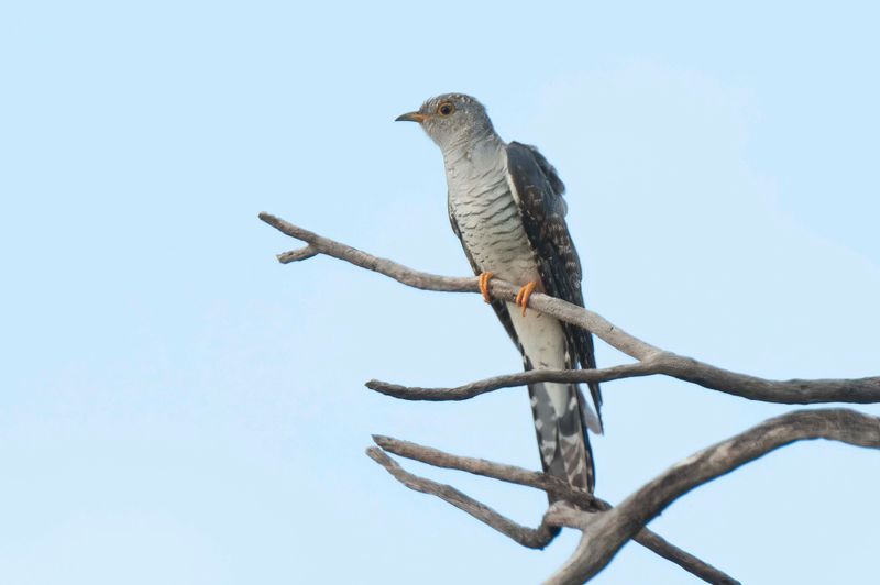 African Cuckoo.  Kenya