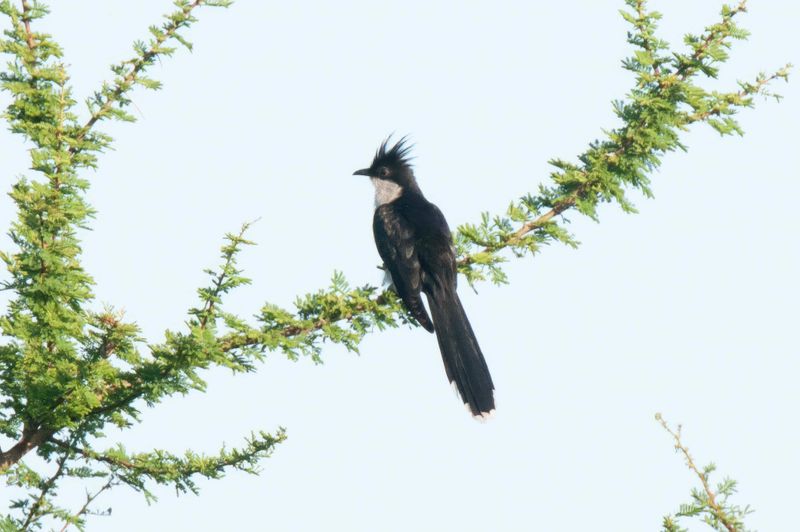 Levaillant's Cuckoo. Kenya