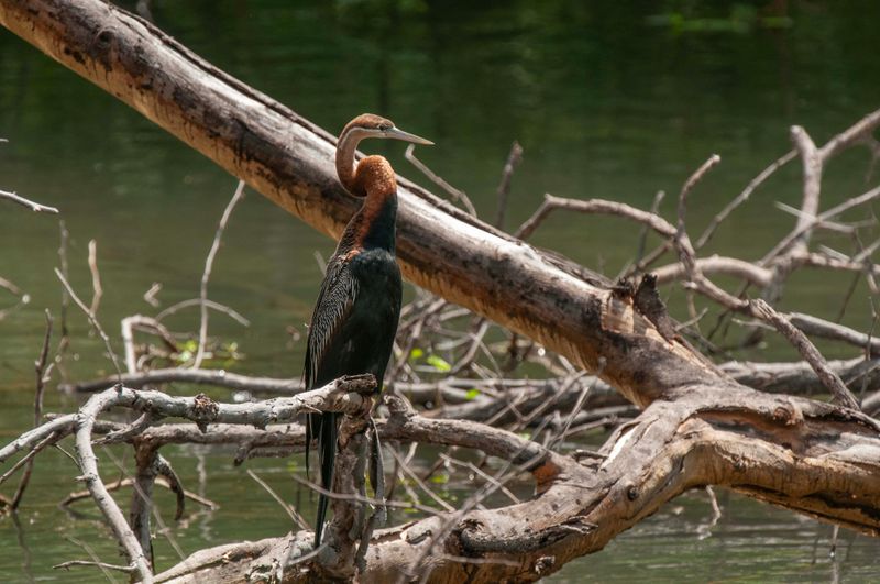 African Darter.   Kenya