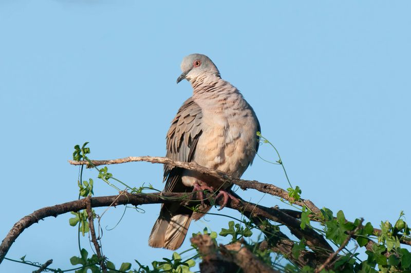 African Mourning Dove    Kenya