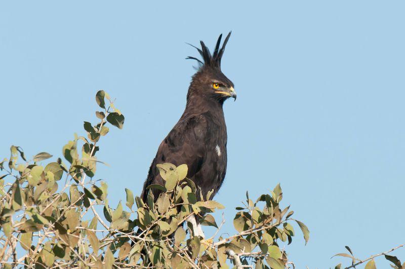 Long Crested Eagle     Kenya