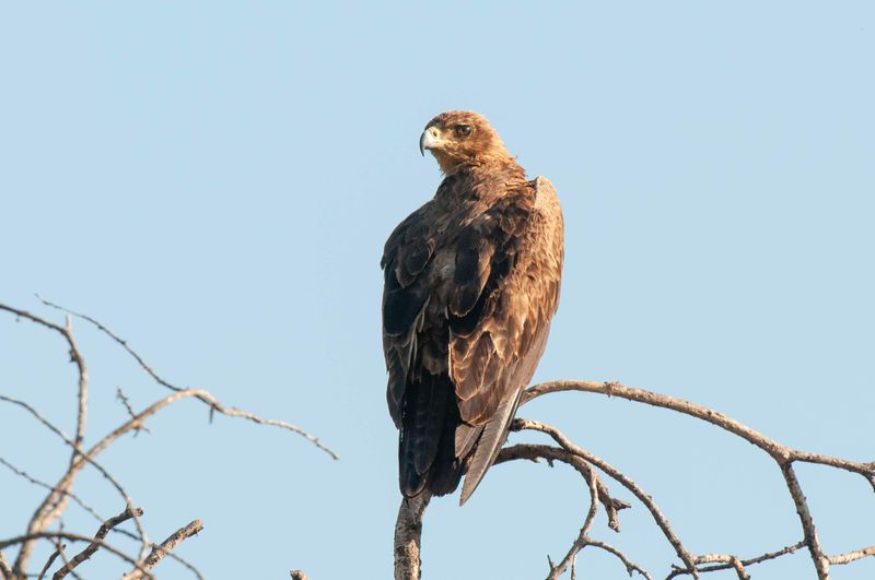 Eagle,Tawny 