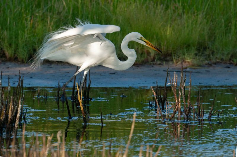 Great Egret    Kenya