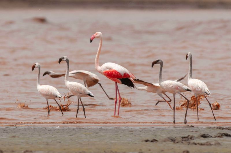 Greater (and Lesser) Flamingo. Kenya