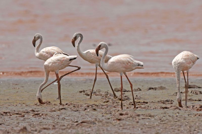 Lesser Flamingo.    Kenya