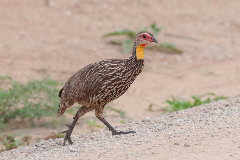 Yellow-necked Spurfowl.  Kenya