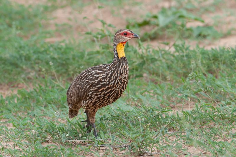 Yellow-necked Spurfowl.  Kenya