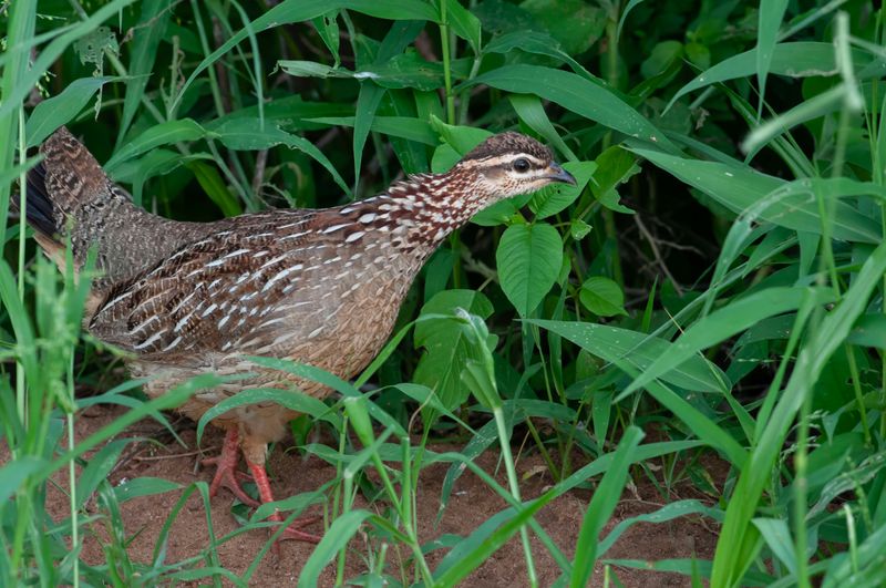 Crested Francolin.  Kenya