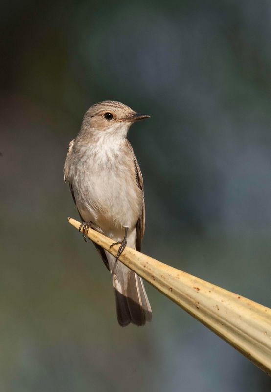 Spotted Flycatcher.  Kenya