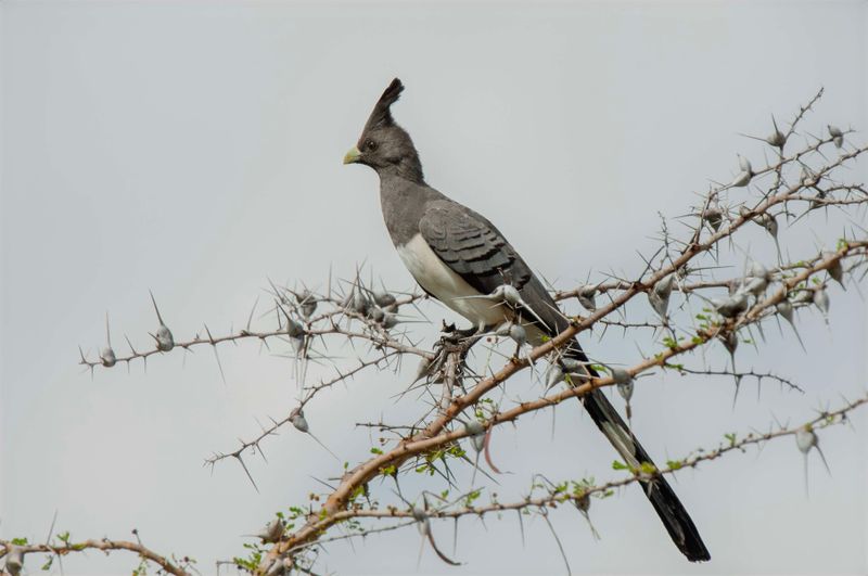 White Bellied Go-away Bird Kenya