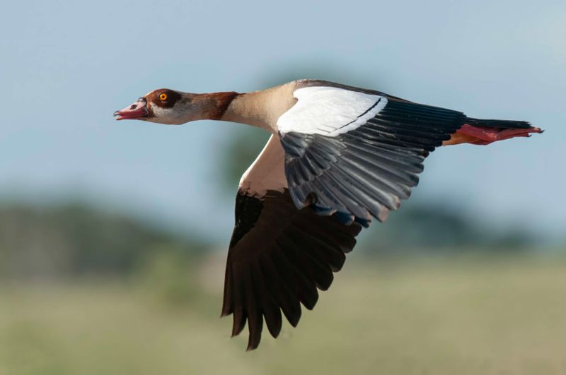 Egyptian Goose.   Kenya