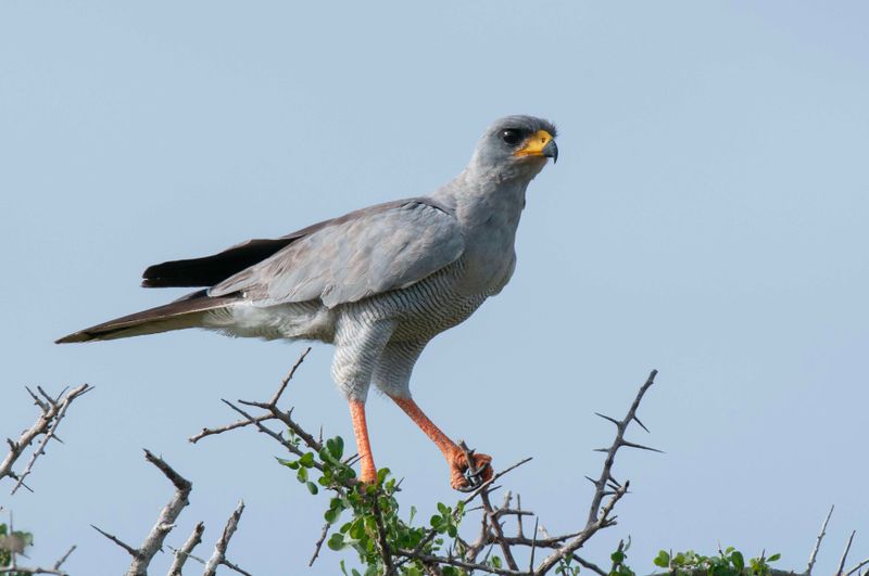 Eastern Pale Chanting Goshawk Kenya