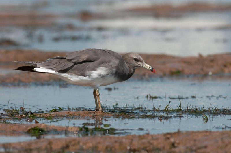Sooty Gull.  Kenya