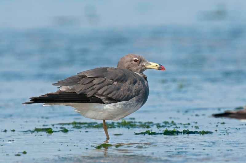 Sooty Gull.  Kenya
