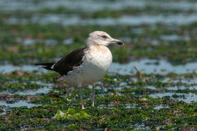 Heuglin's Gull Kenya