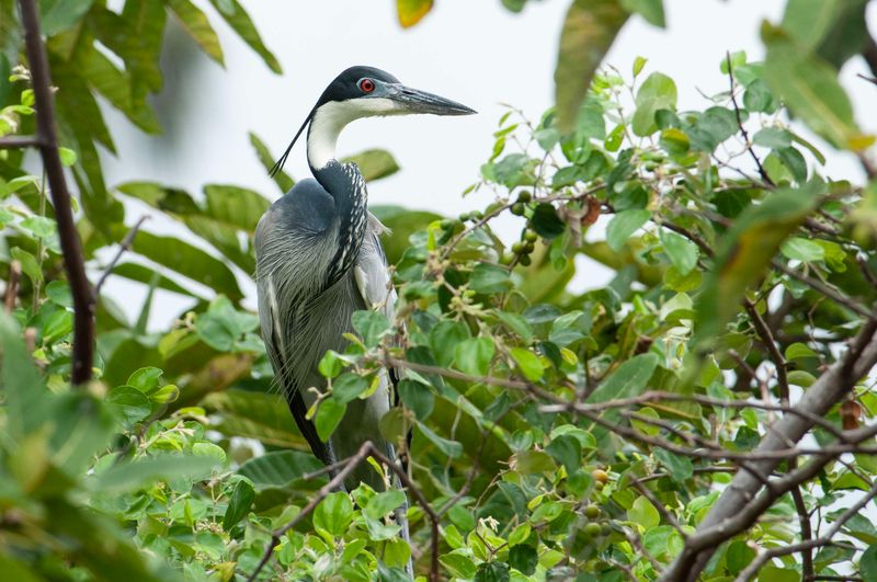 Black Headed Heron    Kenya