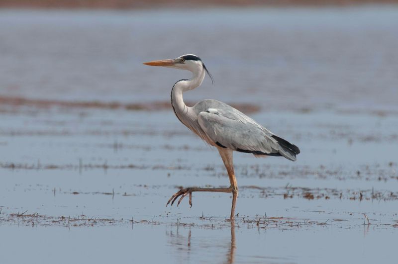 Grey Heron   Kenya